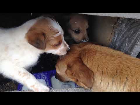 Двое чудесных щеночков нуждаются в хозяине. Наши подопечные малыши кушают хлеб и пьют кефир.