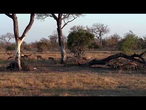 Djuma: Impalas grazing - 17:11 - 09/14/21