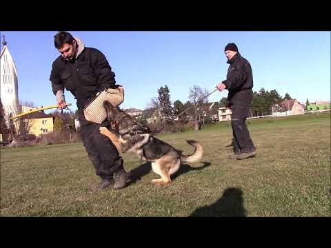 Xara z Jukasu - protection - 9,5 months