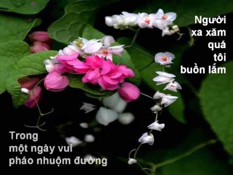 Hai sắc hoa tigôn Sheet - Thùy Dương