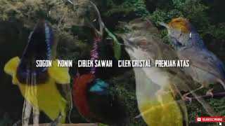 Download lagu MASTERAN LENGKAP (SOGON KONIN CIBLEK SAWAH CIBLEK KRISTAL PRENJAK ATAS) mp3 Download lagu MASTERAN LENGKAP (SOGON KONIN CIBLEK SAWAH CIBLEK KRISTAL PRENJAK ATAS) mp3