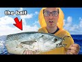 Using Giant Bait To Catch Giant Fish