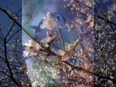 ♫♪ Bambola - Bokun Jubavi ♫♪