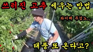 태풍에 쓰러진 고추를 세우는방법에 대해서 이야기