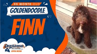 Download Lagu 5 mo Goldendoodle (Finn) Best Dog Trainers in Va Thumbnail