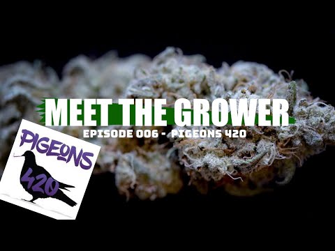 Meet the Grower Ep. 006 - Pigeons 420