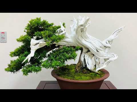 Japanese small bonsai exhibition part 2
