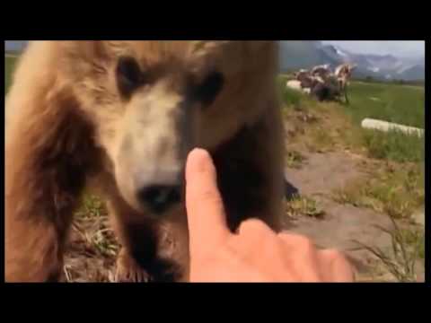 Grizzly Man Trailer (Film Studies)