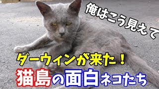 ダーウィンが来た！の猫島　相島（あいのしま）の面白ネコたち