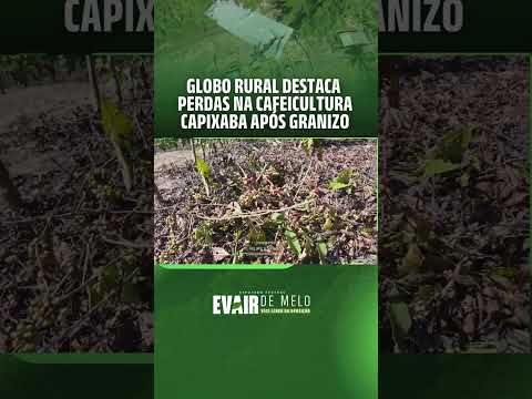 Globo Rural destaca perdas na cafeicultura capixaba após granizo