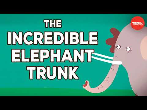 Ted & ED Podcast | ༻The incredible, bendable, twistable, expandable elephant trunk༻❣ #Ted&EDPodcast❣
