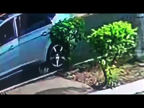 Câmeras flagram abandono de gatos em Rio Claro