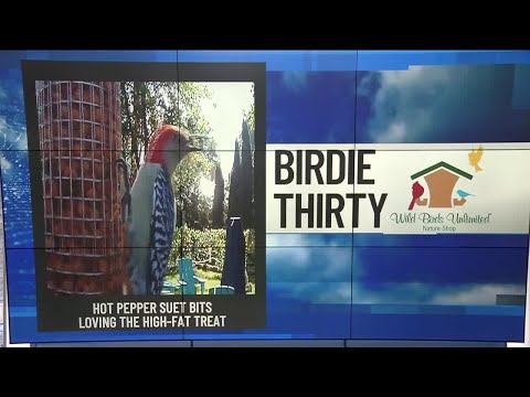 BIRDIE THIRTY: "Woodpeckers enjoying nutritious treats" - EWN at 9:30am on 10-11-2025
