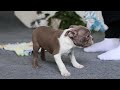 Boston Terrier dogs for sale: Harrison - Video 1