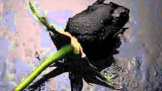 Black rose