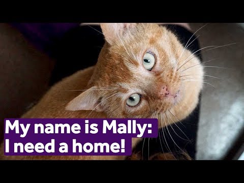 Adopt Mally | Cats | Mayhew