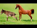 Horse Mating With A Donkey Unbelievable