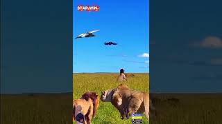 Download lagu RAJA HUTAN TERBANG?! Detik-detik Singa Nekat Terkam Burung! #singa #hewan #ytshorts mp3