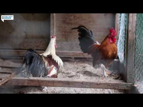 , title : 'Kippen vangen op de kinderboerderij door maatregelen tegen vogelgriep'
