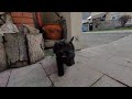 Miniature Schnauzer puppy for sale