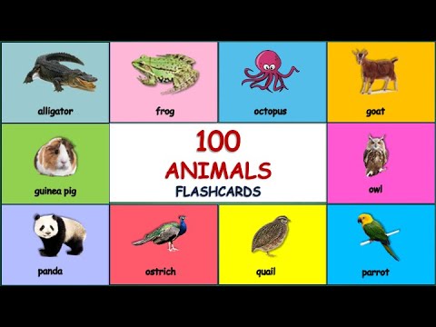 100 Animals Flashcards