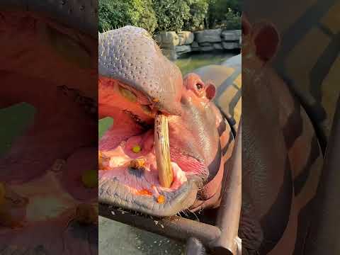 فرس النهر رفض الأكل... لحد ما شاف المفاجأة! 😳🍉