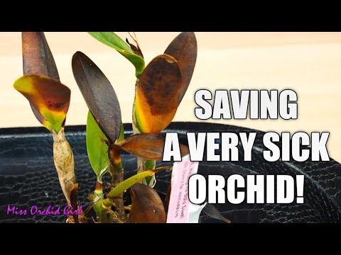 Saving a rotting Orchid - Cattleya with transport damage