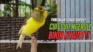 Download lagu SUARA Kenari GACOR PANJANG Pancingan & masteran Kenari Paud AGAR gacor AMPUH Kenari MACET bunyii mp3