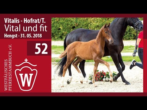 52 Vital und fit Hengst v. Vitalis - Hofrat/T.