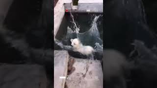 Funny Videos 2021 ● #shorts