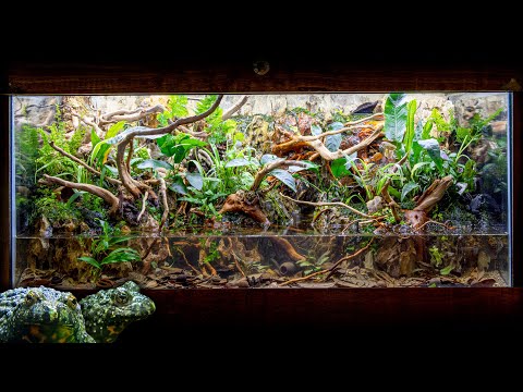 INCREDIBLE Fire-Bellied Toad Island Paludarium with Waterfalls