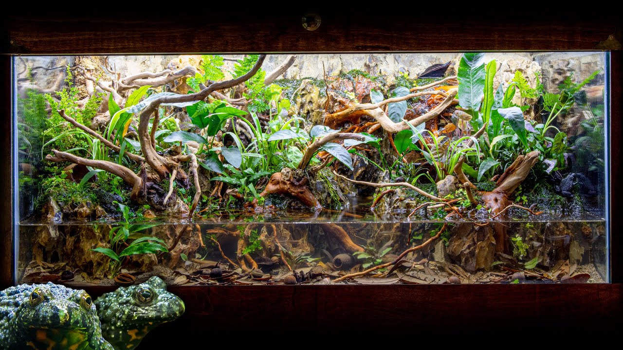 INCREDIBLE Fire-Bellied Toad Island Paludarium with Waterfalls
