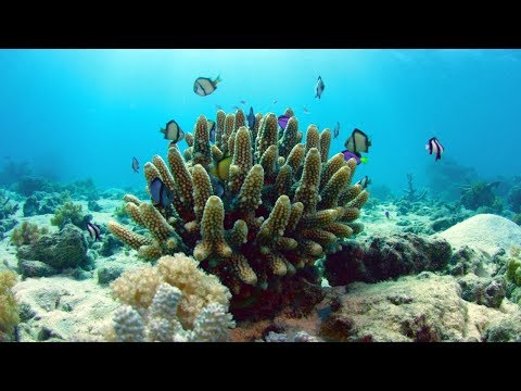 What Exactly Is Coral?