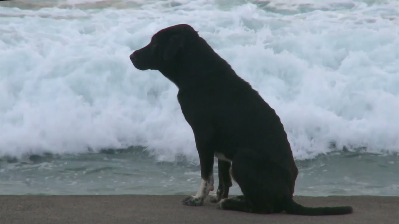 Bali: Island of the Dogs