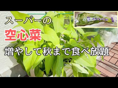 空心菜 植物