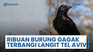 Viral Video Ribuan Burung Gagak Terbangi di Langit Tel Aviv, Warganet Kaitkan dengan Ramalan Kiamat