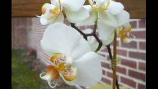 musique du monde   La légende Oochigeas Montage Orchidees