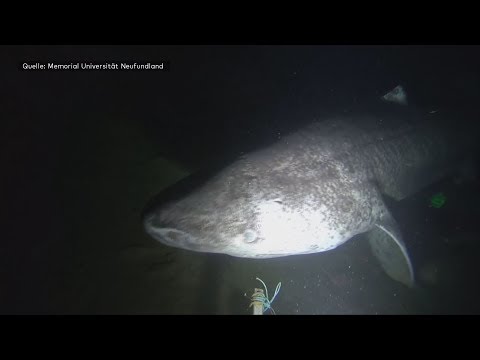 Rare images: Researchers discover 142 Greenland sharks in the deep sea