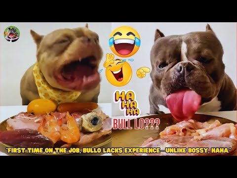 Bossy ate Rabbit, Sheep Eyeball, Mango. BullLo lacks experience—unlike Bossy, haha. #GourmandPaws396