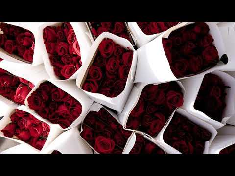 TRANCE | Temple One feat. Neev Kennedy - Love The Fear