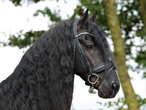 Stal Okkema's Cornelis - Fonger x Stendert - stallion - 1.64m - 2017
