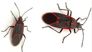 How to get rid of boxelder bugs
