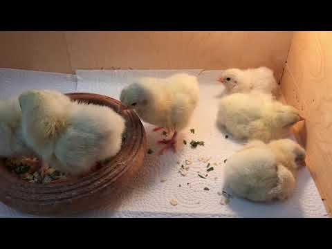 Meine Sundheimer Küken / Tag 1 nach dem Schlupf