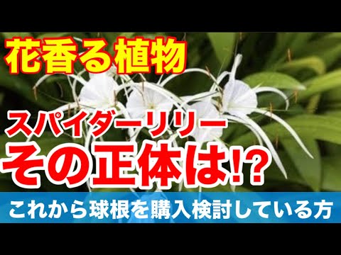 園芸 イスメーネ、スパイダーリリー