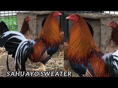 Pure Sahuayo Sweater Penny Hatch Jap Grey | Beautiful Birds Sahuayo Farm