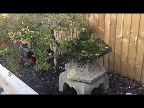 More pond progress + previous ponds.