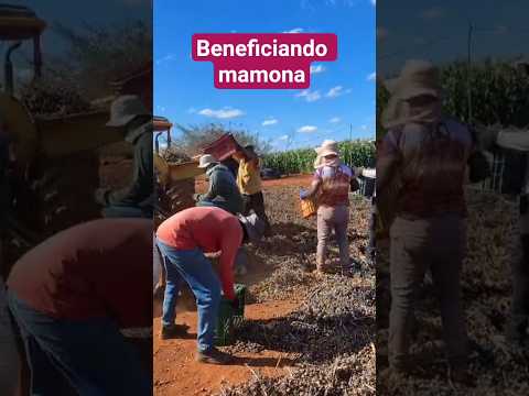 beneficiando mamona região de Cafarnaum Bahia