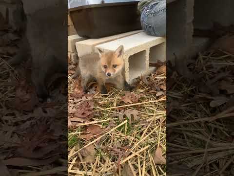 Baby Fox Makes His First Friend | The Dodo