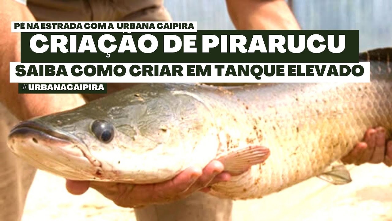 CRIAÇÃO DE PIRARUCU SAIBA COMO CRIAR EM TANQUE ELEVADO