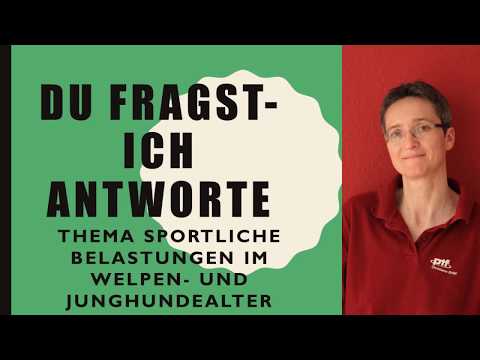 Du fragst- ich antworte Die Belastung von Welpen und Junghunden